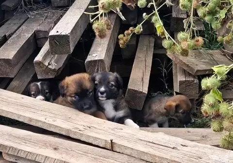 Măcelul mut al câinilor din Măgurele, Ilfov: „Poliția Animalelor, Protecția Animalelor te dau așa, de la unul la altul”