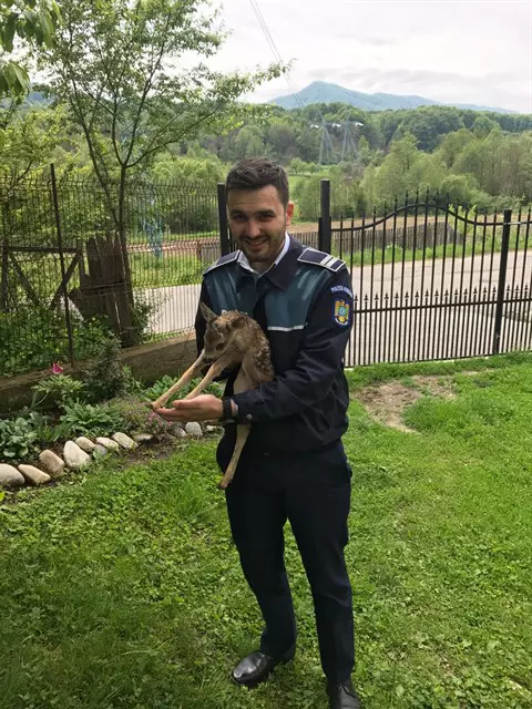 pui-de-caprioara-2_480x640