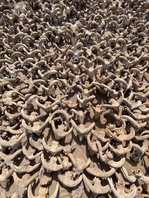 Over 2.000 mummified ram heads found in Egypt's Temple of Pharaoh Ramses II
