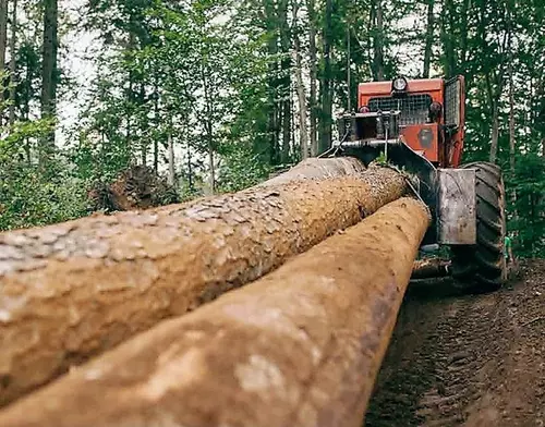 VIDEO | Anul acesta s-au tăiat în România păduri de 2,5 miliarde de euro