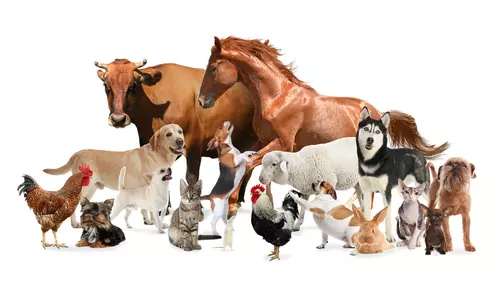 Animale domestice