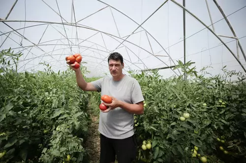 REPORTAJ. Bătălia pentru roșia românească se dă în vămi. Apelul unui fermier din Olt: „Opriți importurile! Producem destule tomate să dăm și la alții!