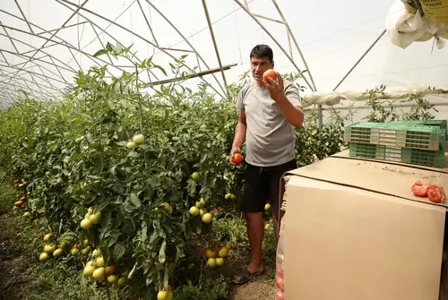 VIDEO Mihai Chesnoiu, cultivator de roșii din Grădinari, județul Olt