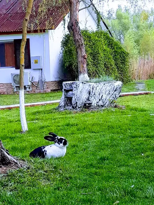 Insula Nada Apelor din Delta Dunarii a fost scoasa la vanzare (8)