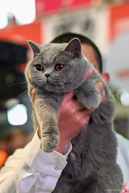 Bucovina Kira Kiralina2