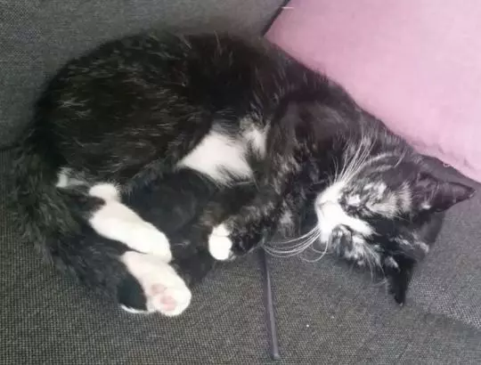 O pisică își schimbă culoarea blănii din cauza unei boli rare