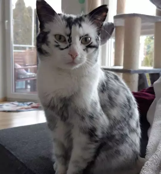 827ce7995c723717899a0d79b9f0ca97