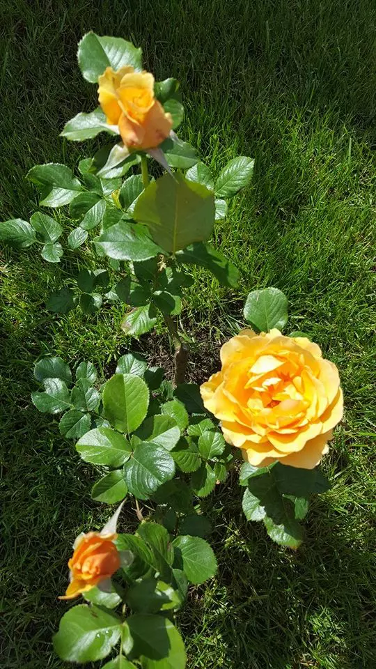 andreea marin gradina.5jpg