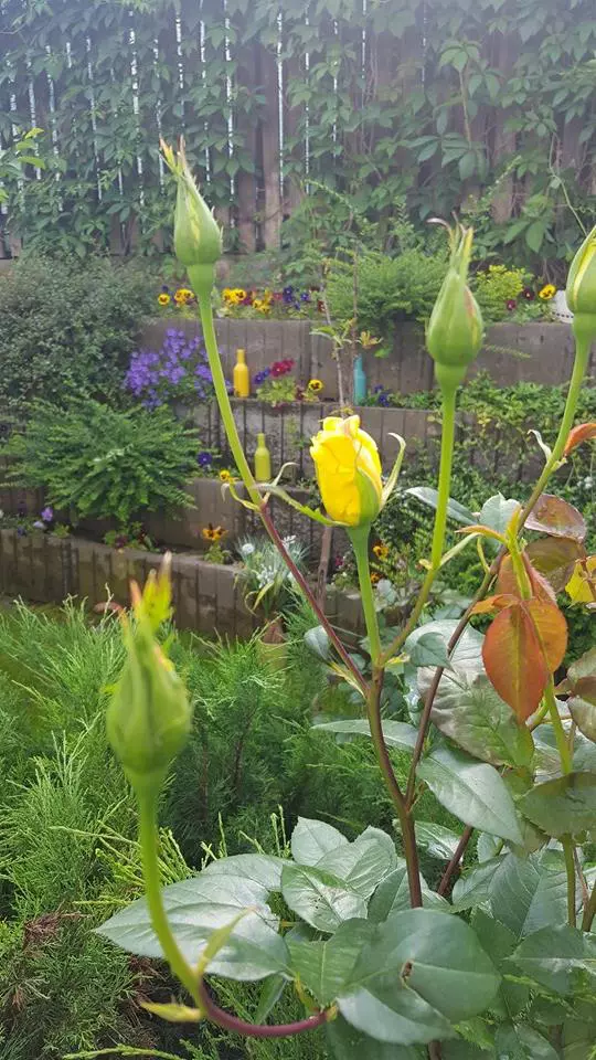 andreea marin gradina4