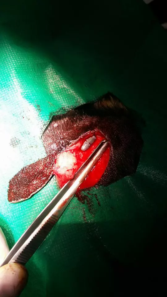 Caine Kogalniceanu (1)