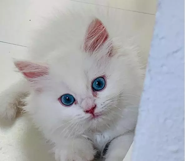 pisica-oana zavoranu