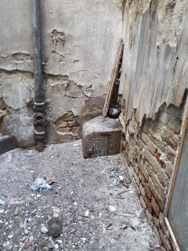 Imagini De Groază La Policlinica Cfr Din Timișoara Libertatea