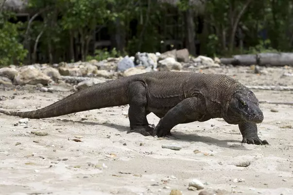 komodo_indonesia_01.jpg