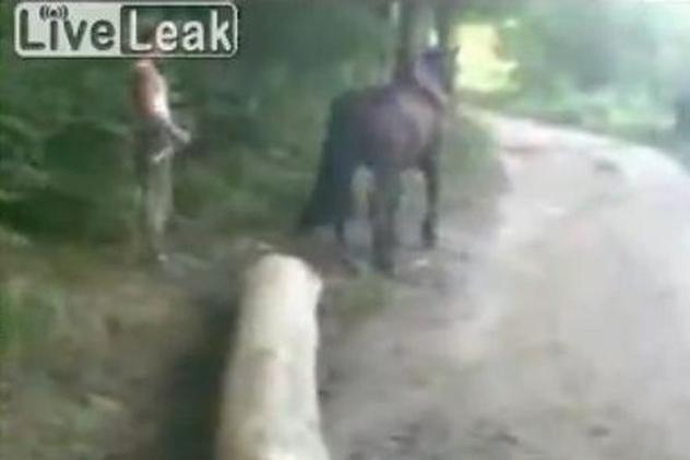 Şi caii se răzbună câteodată în România! | VIDEO