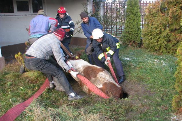 Misiune grea pentru pompierii bistriţeni: Au scos dintr-un canal o vacă de 300 de kilograme
