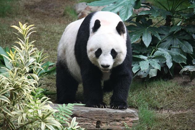 Urşii panda se uită la filme porno ca să facă sex