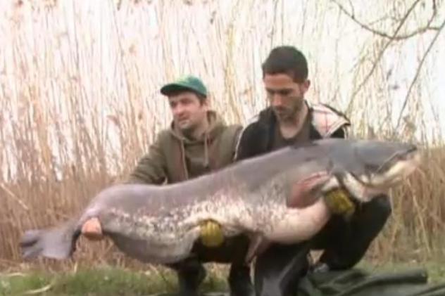 OPERAŢIUNEA MONSTRUL! Doi tineri au scos un SOMN de 65 de kg dintr-o baltă de lângă Bucureşti! FOTO