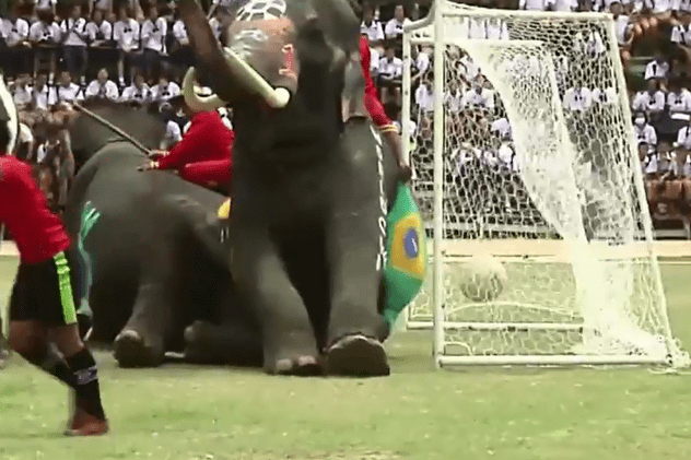 Meci de fotbal inedit! Un grup de copii a ridiculizat elefanții!