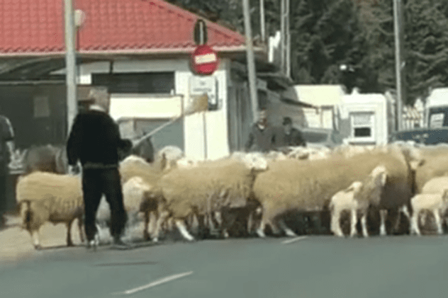 Gigi Becali și-a scos oile la plimbare și a blocat traficul în Pipera. Imagini uluitoare cu patronul de la FCSB.