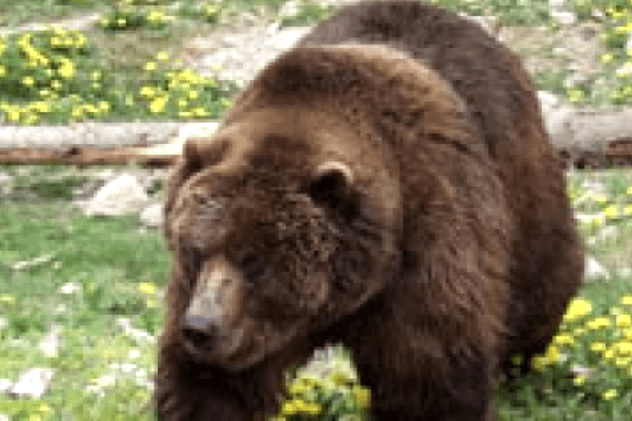 Doi dintre puii ursoaicei care ar fi atacat un tânăr la Băile Tușnad au fost loviți de tren