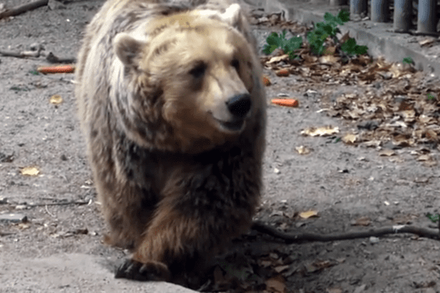 Un urs a intrat în curtea unui liceu din Miercurea Ciuc
