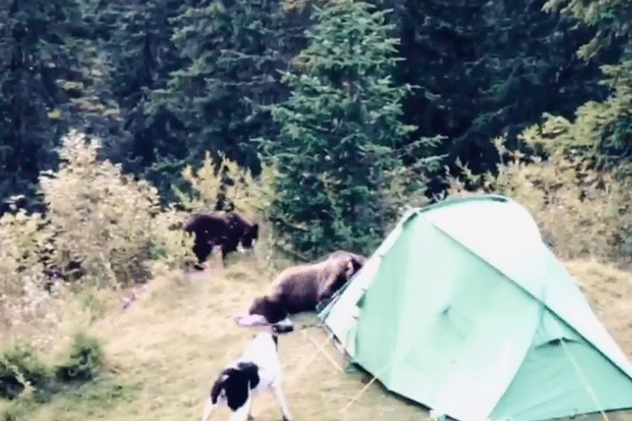 VIDEO | Atacul unei ursoaice cu pui asupra unor turiști campați în Bucegi. Cum au scăpat de fiara înfometată