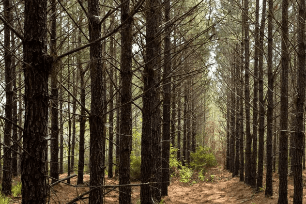 Ikea a cumpărat aproape 4.400 de hectare de pădure în Georgia, pentru a o proteja de exploatare