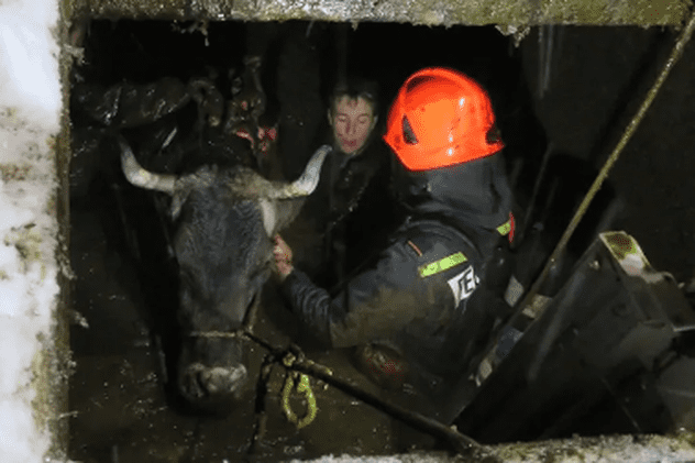 Operațiune dramatică de salvare pentru văcuța Osana, care căzuse într-o groapă de gunoi adâncă de patru metri