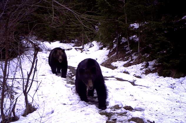 VIDEO | Ce au făcut doi urși după ce au descoperit o cameră de monitorizare din Parcul Național Cheile Bicazului