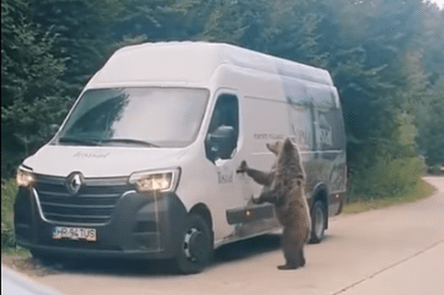 VIDEO | Un urs cerșește mâncare, ridicat în două picioare, la geamul mașinilor. Imaginile filmate în Băile Tușnad au devenit virale