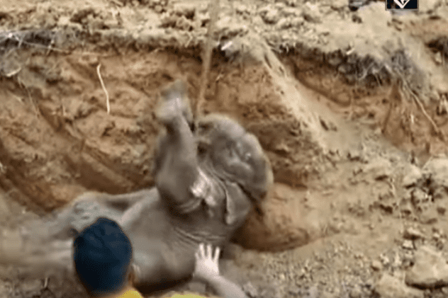Un pui de elefant a fost salvat cu excavatorul din fântâna în care căzuse, în India