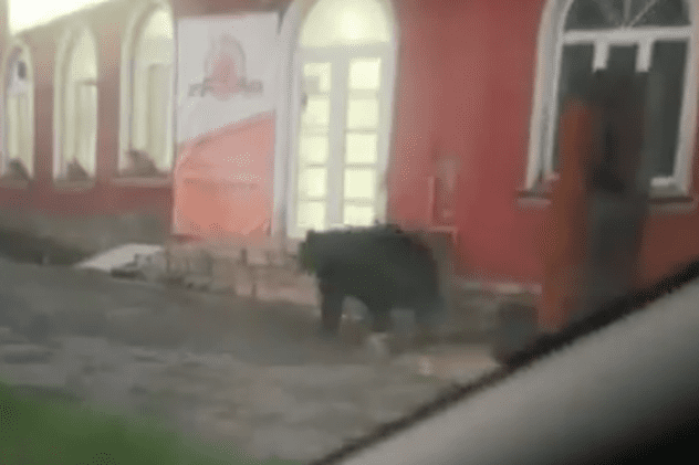 Urs filmat la plimbare pe străzile din Bușteni: „Ursul, ursul! Era ursul în spate, d-asta te-am claxonat”