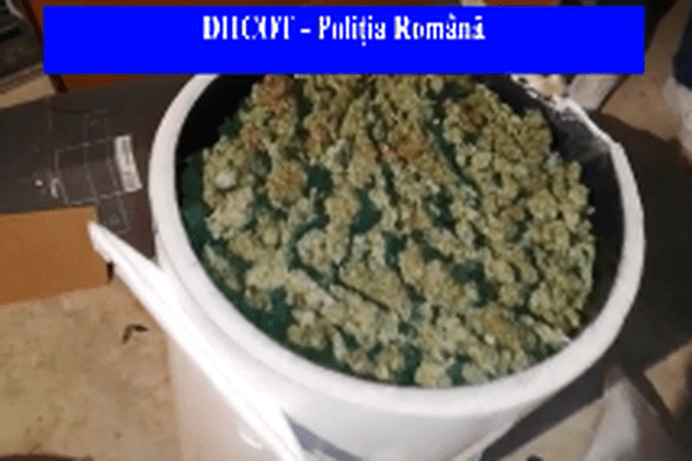 Găleți cu droguri descoperite în Dâmbovița, în casa șefului unei rețele care aducea narcotice din Spania, prin curier