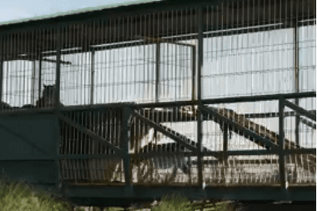 Tigri abandonați de un circ ambulant, salvați după ce au stat 15 ani într-o cușcă