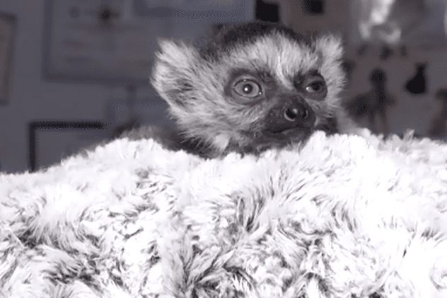 Un lemur care s-a născut la grădina zoologică din Kiev a fost botezat Bayraktar, după numele dronelor turcești folosite de armata ucraineană