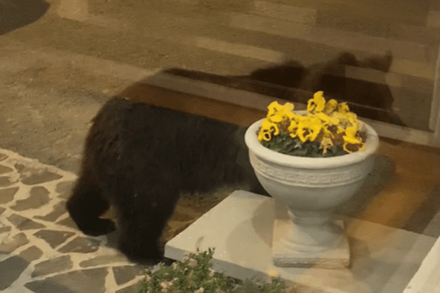 „Vizitator” neașteptat la o pensiune din Predeal. Un urs a fost filmat când intră singur, pe ușă, în recepție