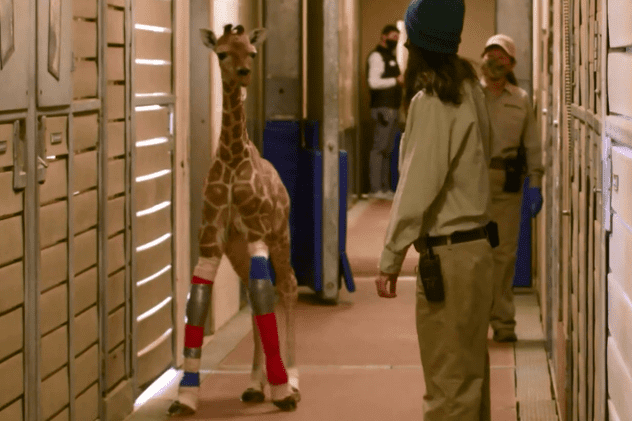 „Pur și simplu uimitor”. Proteze speciale pentru un pui de girafă de la Grădina Zoologică din San Diego