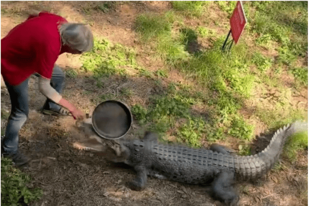 VIDEO Un bătrân din Australia înarmat cu o tigaie a alungat un crocodil care l-a atacat. „A primit o lecție bună”
