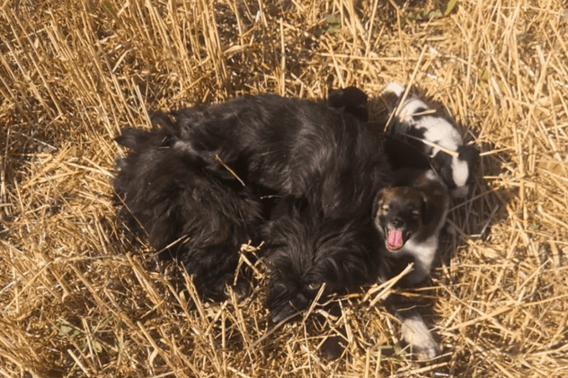 Câini legați cu sârmă de picioare și băgați în saci, găsiți la marginea Brașovului. Se caută făptașii  | VIDEO