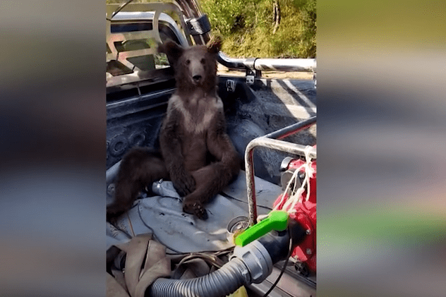 Pui de urs „drogat” cu miere de rododendron, luat cu furgoneta din pădure și dus la veterinar pentru tratament - VIDEO