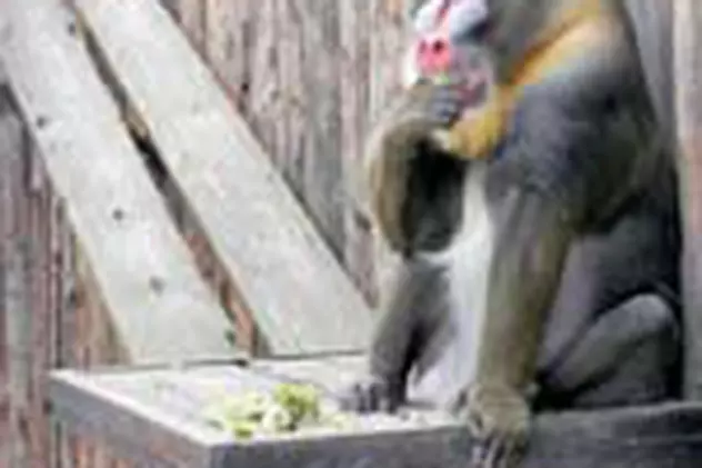 Maimuta care-i 'buzunareste' pe vizitatorii neatenti