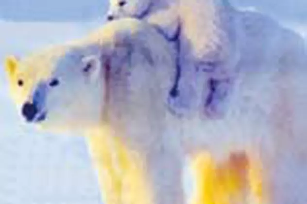 Ursii polari, pe cale de disparitie