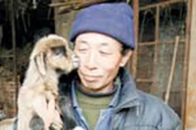 Chinezul cioban are acum 160 de capre