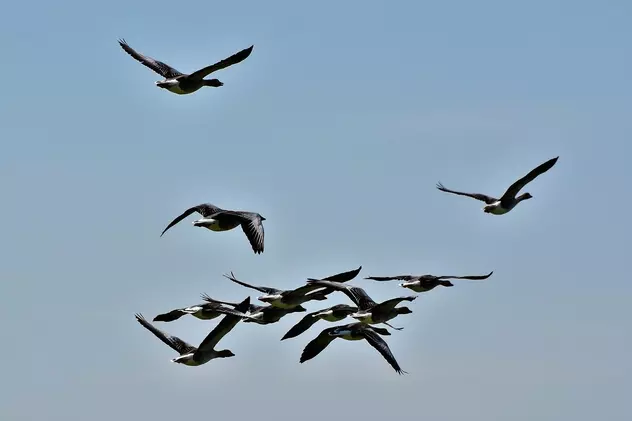 Păsări călătoare - păsări migratoare care se întorc în țară primăvara