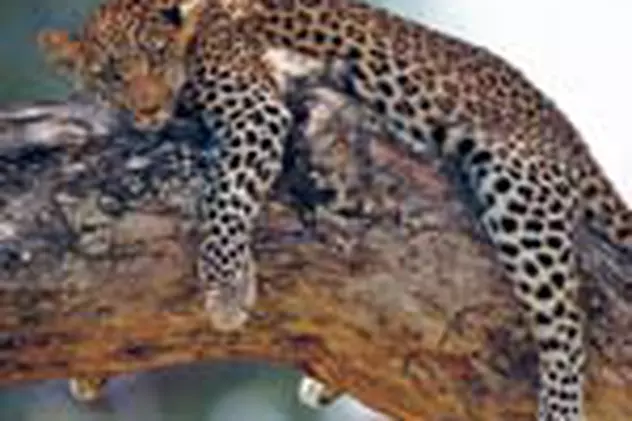Leopard filmat non-stop timp de 3 ani 