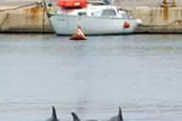 3 delfini au vizitat Portul Constanta