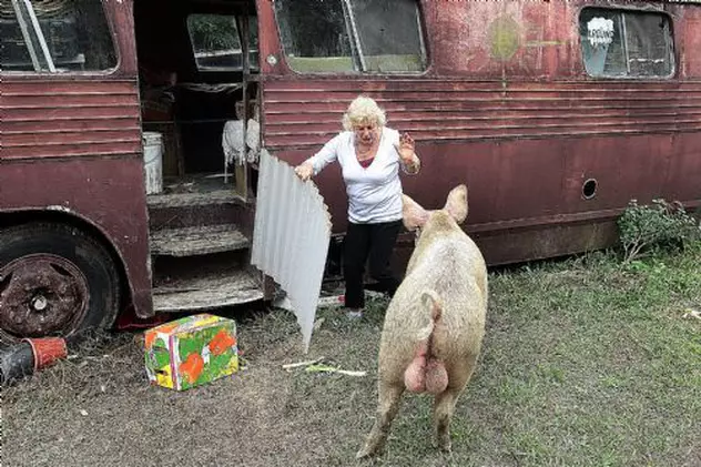 Un porc ţine o femeie ostatică! 