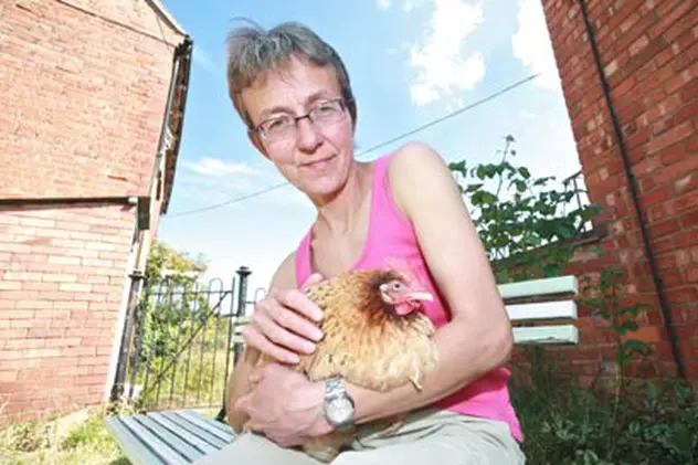 Găină vindecată de cancer, după radioterapie