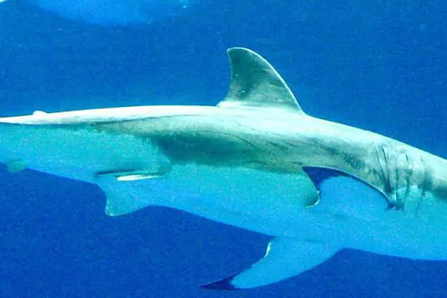 Femelele de rechin se reproduc fără mascul