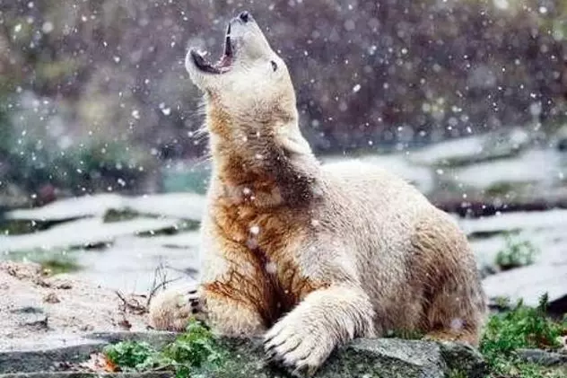 Knut se bucură de prima zăpadă